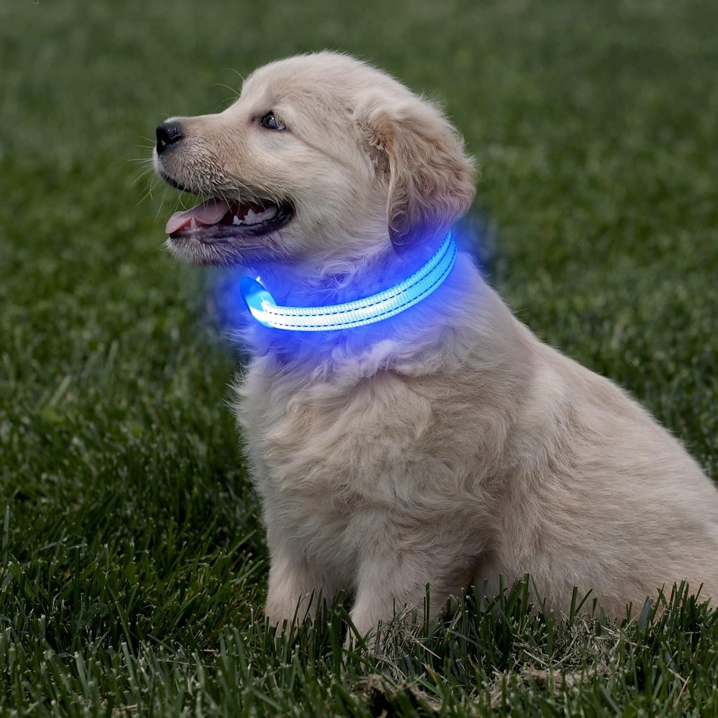 Puppy LED Dog Collars - USB Rechargeable Light up Dog Collar Adjustable Reflective Pet Collars Keep Your Small Dogs and Cats Be Seen & Safe in the Dark (XS, Royal Blue)