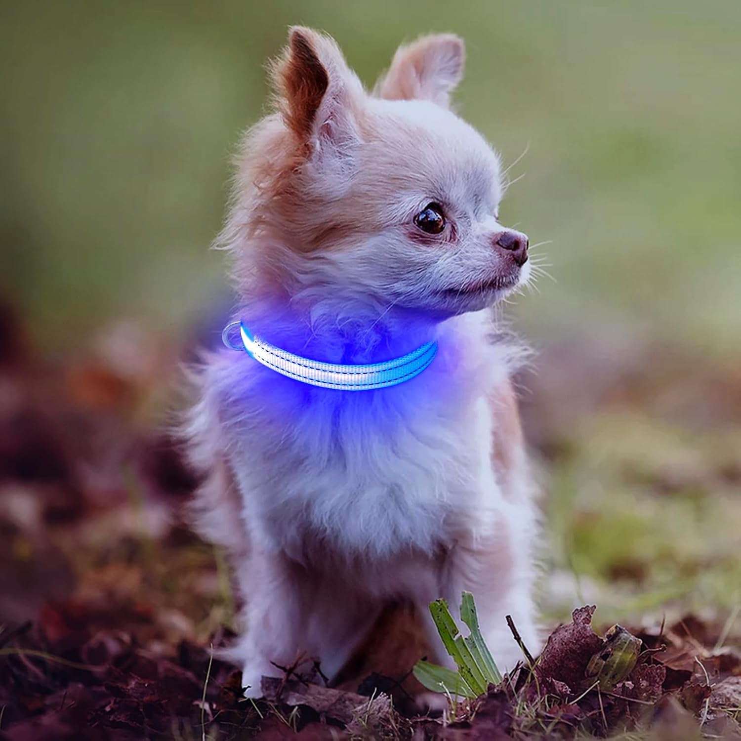 Puppy LED Dog Collars - USB Rechargeable Light up Dog Collar Adjustable Reflective Pet Collars Keep Your Small Dogs and Cats Be Seen & Safe in the Dark (XS, Royal Blue)